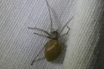 <i>Cheiracanthium</i>