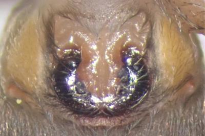 <i>Haplodrassus signifer</i>