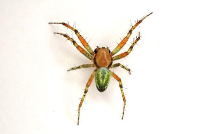 <i>Araniella cucurbitina</i>