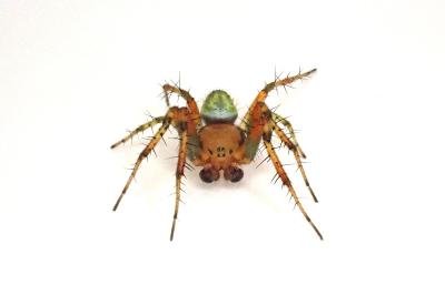 <i>Araniella cucurbitina</i>