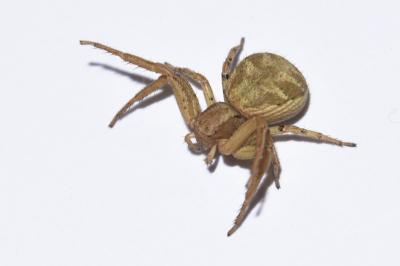 <i>Xysticus kochi</i>