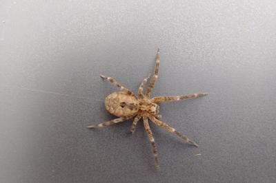 <i>Zoropsis spinimana</i>