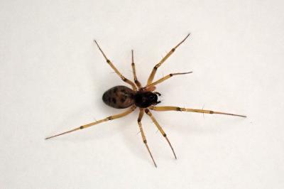<i>Tenuiphantes tenuis</i>