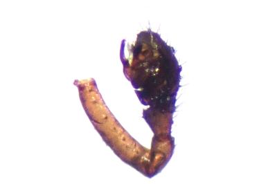 <i>Ostearius melanopygius</i>