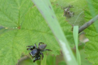 <i>Evarcha arcuata</i>