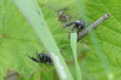 <i>Evarcha arcuata</i>