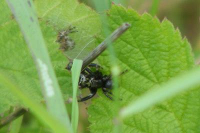 <i>Evarcha arcuata</i>