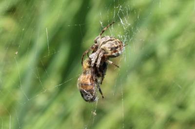<i>Agalenatea redii</i>