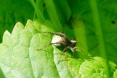 <i>Pardosa</i>