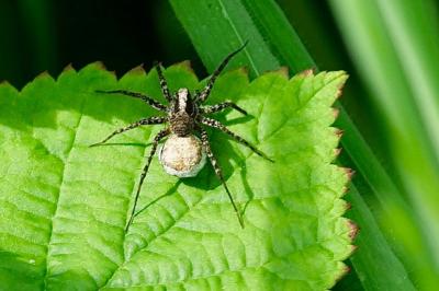 <i>Pardosa</i>