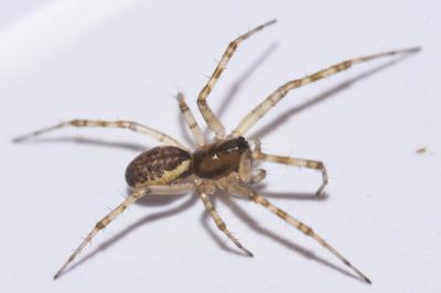 <i>Linyphia triangularis</i>
