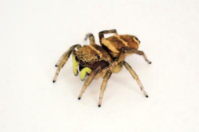 <i>Heliophanus tribulosus</i>