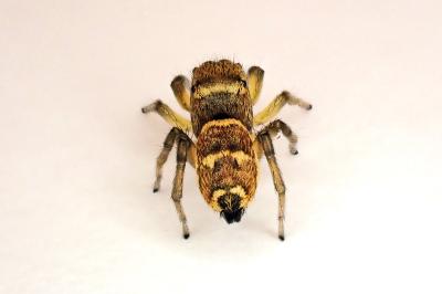 <i>Heliophanus tribulosus</i>