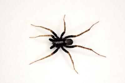 <i>Pardosa saltans</i>