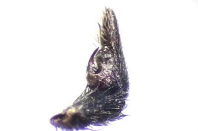 <i>Pardosa saltans</i>