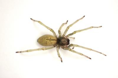 <i>Cheiracanthium mildei</i>
