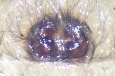 <i>Cheiracanthium mildei</i>