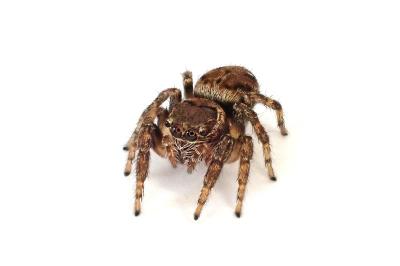 <i>Evarcha falcata</i>