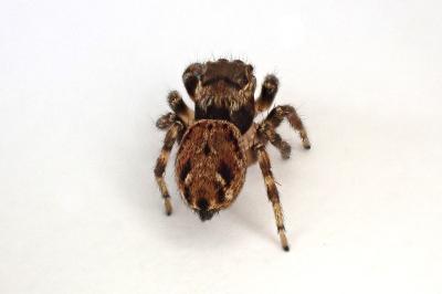 <i>Evarcha falcata</i>