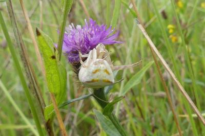 <i>Thomisus onustus</i>