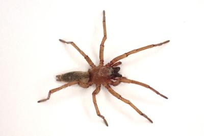 <i>Drassodes lapidosus</i>