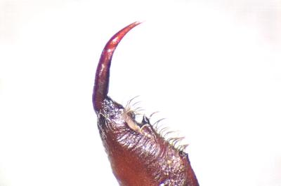<i>Drassodes lapidosus</i>
