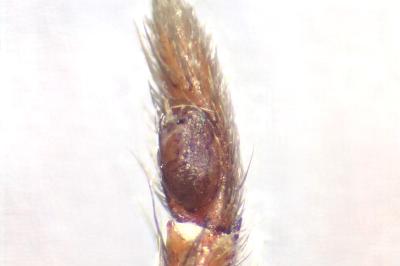 <i>Drassodes lapidosus</i>