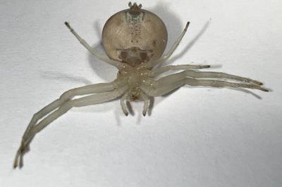 <i>Misumena vatia</i>