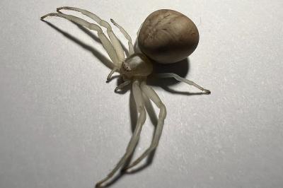 <i>Misumena vatia</i>