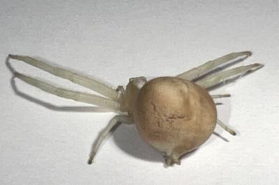 <i>Misumena vatia</i>