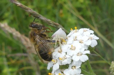 <i>Thomisus onustus</i>