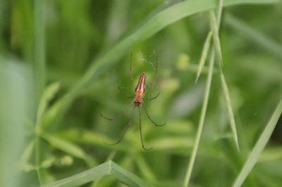 <i>Tetragnatha</i>