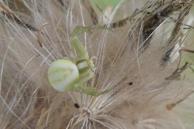 <i>Misumena vatia</i>