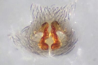 <i>Callilepis schuszteri</i>