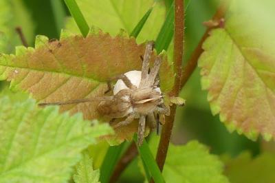 <i>Pisaura mirabilis</i>