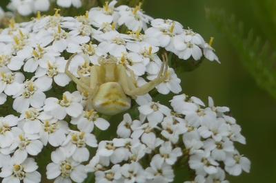<i>Thomisus onustus</i>