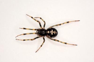 <i>Steatoda triangulosa</i>