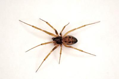<i>Tenuiphantes tenuis</i>