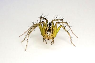 <i>Oxyopes lineatus</i>