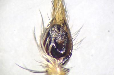 <i>Oxyopes lineatus</i>