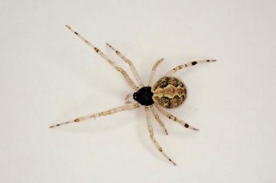 <i>Theridion mystaceum</i>