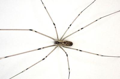 <i>Holocnemus pluchei</i>