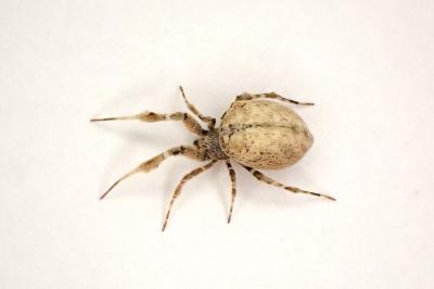 <i>Uloborus plumipes</i>