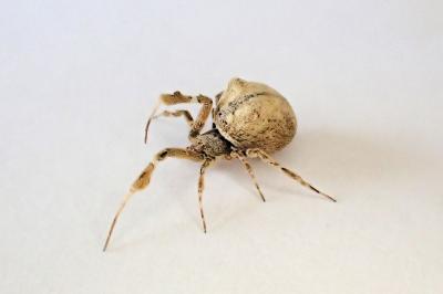 <i>Uloborus plumipes</i>