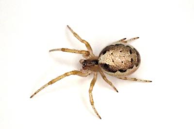 <i>Zygiella x-notata</i>