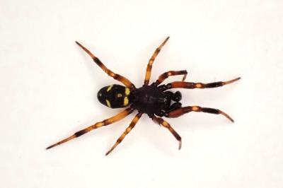 <i>Asagena phalerata</i>