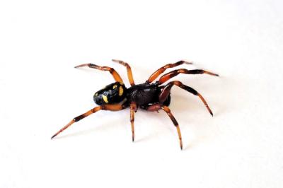 <i>Asagena phalerata</i>
