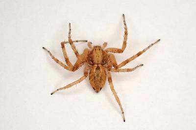 <i>Philodromus praedatus</i>