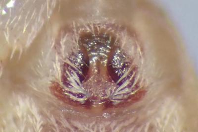 <i>Philodromus praedatus</i>