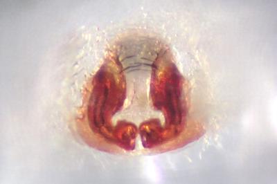 <i>Philodromus praedatus</i>